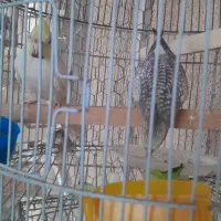عروس هلندی