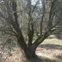 درخت زیتون|خدمات باغبانی و درختکاری|آزادشهر, |دیوار