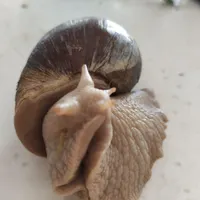 حلزون بزرگ
