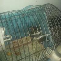 ۴تا فنچ بنگالی نر وماده  تازه بالغ شدن