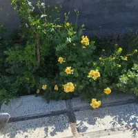 فروش-باغ-و-ویلا-با-نازترین-قیمت