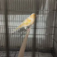 قناری نر شلاقی