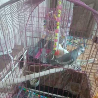 دو جفت عروس هلندی|پرنده|قدس, شهر‌قدس|دیوار