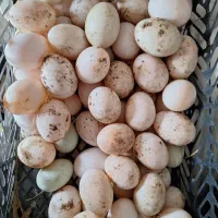 تخم اردک نمایی و محلی