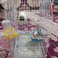 جفت نرماده فنچ|پرنده|زابل, |دیوار