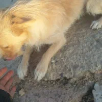 سگ پاکوتا|سگ|فردوس (خراسان), |دیوار