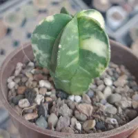 انواع کاکتوس های کلکسیونی