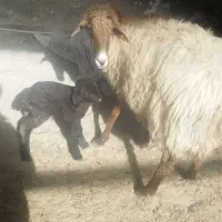 میش زاییده|حیوانات مزرعه|فریمان, |دیوار