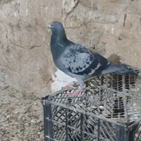 یه جفت پلاکی