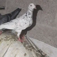 کبوتر پلاکی|پرنده|جم, |دیوار