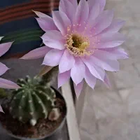 چهار عدد کاکتوس به فروش میرسد