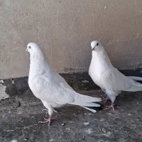 کبوتر|پرنده|برخوار, |دیوار