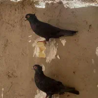 کفتر یا کبوتر فروشی