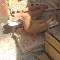 کفش‌ناک‌اصلی