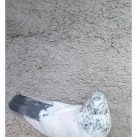 کبوتر گمشده