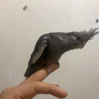 عروس هلندی سرلاکی(بالغ-مولد)گیرینچیک