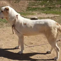 واگذاری ماده آلابای|سگ|گنبد کاووس, |دیوار