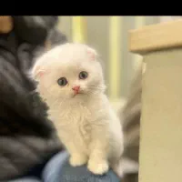 گربه اسکاتیش سفید برفی