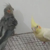 دو عروس هلندی دستی کامل خیلی ناز|پرنده|اهواز, شهرک اندیشه|دیوار