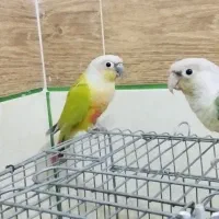 جفت گرینچیک