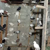 کبوترپرشی|پرنده|نوشهر, |دیوار