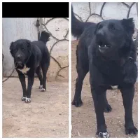 جفت سگ قهدرجونی