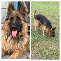 سگ گمشده ژرمن