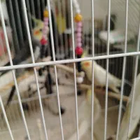 طوطی عروس هلندی