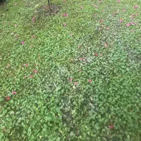 خط ثابت بیلبوردی و فوق رند