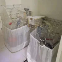 عروس هلندی مولد و سخنگو با جوجه و قفس و متعلقات