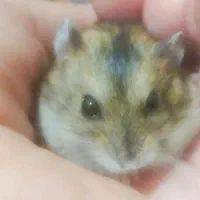 همستر روبروفسکی مینیاتوری