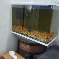 آکواریوم شیشه خم با لوازم کامل