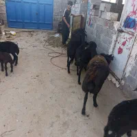 بره ماده و  شیشک هترو و همو