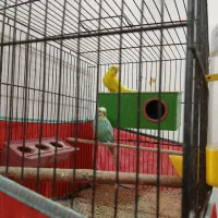 مرغ عشق|پرنده|میبد, |دیوار