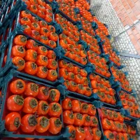 خریدار خرمالوی سردرختی