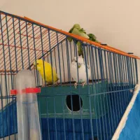 یک جفت مرغ عشق