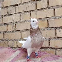 طوقی آجری 3تاامیدیه|پرنده|امیدیه, |دیوار