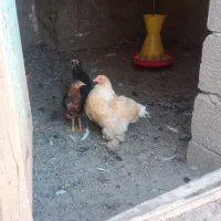 مرغ و خروس|حیوانات مزرعه|موچش, |دیوار