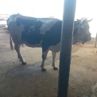 گاو سیمیتال