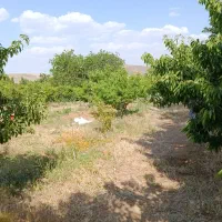 نیازمند کارگر مرغداری
