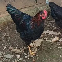 خروس محلی مرغ محلی مرغ لاری|حیوانات مزرعه|ماکلوان, |دیوار