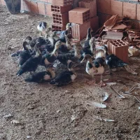 اردک اسماعیلی جنس درشت
