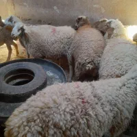 بره نر