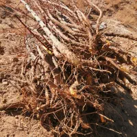 نهال زرشک پریشه|خدمات باغبانی و درختکاری|بیرجند, |دیوار