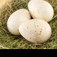 تخم بوقلمون