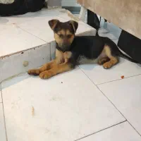 توله ژرمن سه ماهه|سگ|کرج, حیدرآباد|دیوار