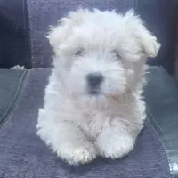 فروش سگ پاکوتاه و نژاد انگلیسی