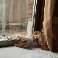 گربه|گربه|فردیس, شهرک راه آهن|دیوار