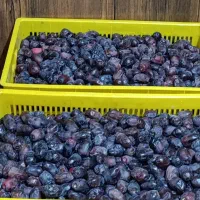 خرمایی درجه یک باغ دشت بم