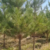 نهال و نهالستان آهی